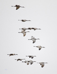Sandhill Cranes 3429